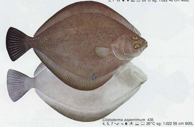Clidoderma asperrimum